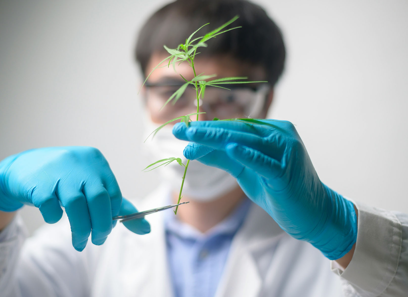Plant Virus Testing